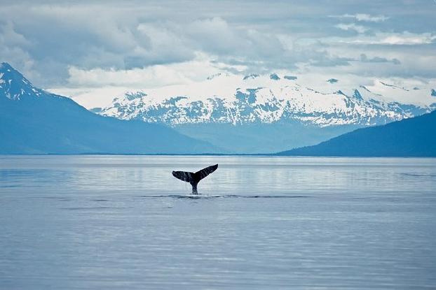 Juenau Wildlife Whale Watching 2019 | Juneau Alaska Whale Watching