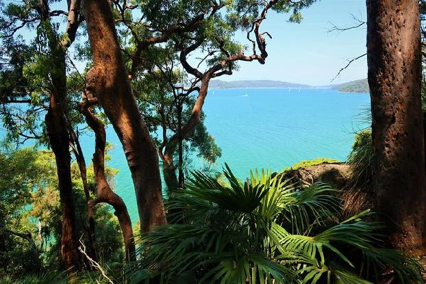 Bush And Beach Day Tour Ku Ring Gai Chase National Park And Palm