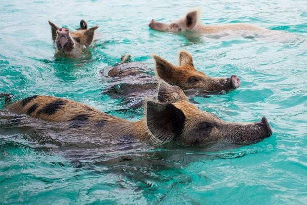 Swim with Pigs in Meeks Patch, North Eleuthera, Bahamas 2020 | Way.com